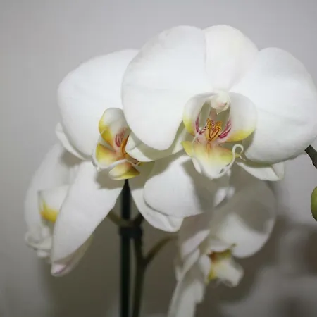 Orchid * Gorges (Normandy)